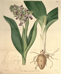 Illustration von Barlia robertiana (als syn. Orchis longibracteata Biv.)